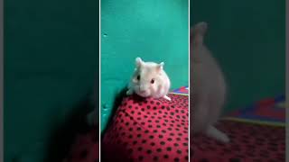 Cute hamsters🐁🐁🐀🐭 sibuk menjelajah 😃😁 | hamster lucu #shorts #hamster #hamsters #hamsterlucu