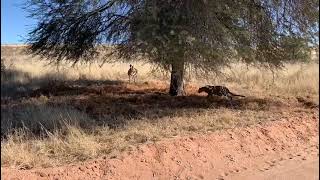 Cheetah High Speed vs Gazelle Hunt#animals #shorts #shortvideo #flowers #beautiful #instagood