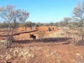 Small scale gold mining WA, Australia ( doze and detect )