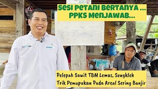 Petani Sawit Bertanya? PPKS Medan Menjawab || Crown Deseas, Trik Pemupukan Areal Sering Banjir