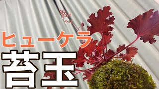 【苔玉の作り方】ヒューケラで苔玉を作ってみた