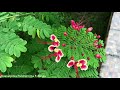 caesalpinia pulcherrima f. rosea flower shrubs u0026 trees 🇵🇦 panama