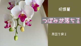 2月10日　胡蝶蘭【つぼみが落ちる原因】　とても質問が多い蕾の問題点　特に冬は温度と湿度が大切　その解決法をまとめてみました　・パンダ🐼　・マイクロ胡蝶蘭　・いらすとやさん