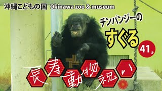 動物イベント【長寿動物祝い＊チンパンジーすぐる】