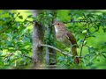 call of House sparrow song's of sparrow