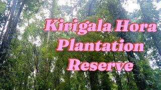 Kirigala Hora Plantation Reserve හොර ගස් රක්ෂිතය  මිදුමට උදයට හරිම ලස්සනයි | 📽️ No 07