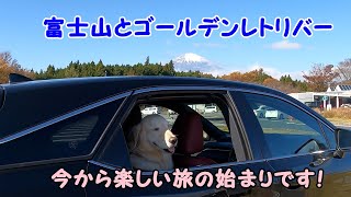 【愛犬と北海道へ行く①】ペニーレインつくば店でランチ、ゴールデンレトリバーのはっち