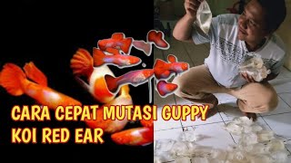 CARA CEPAT AGAR Guppy King Koi Red Ear BerMUTASI #guppykretek #guppykoiredear