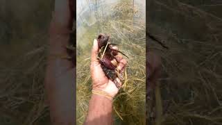 4K Short: Crabs in Freshwater | Nature Always Refreshing #NatureVibes #Crabs #Videography