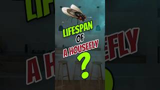 Lifespan of a Housefly - Facts About lifespans #shorts