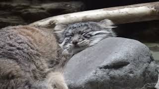 Pallas's cat 寝ちゃうフィーガくん　プリームラ家の仔マヌル　上野動物園　2024年11月4日  00107