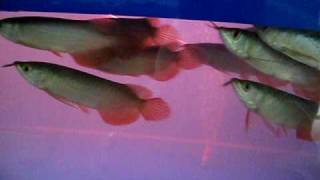 MVI_4543.AVI