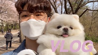 [VLOG] 주말 일상 브이로그 | 2년째 강아지랑 꽃구경 | 봄옷쇼핑 | 꽃구경엔 역시 김떡핫,맘스터치,화이트갈릭버거,백미당소프트아이스크림,옛날통닭,잔치국수 오늘도 먹방 브이로그