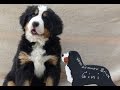 Berner Sennenhund Puppy Day 1 to 8 weeks in 3min