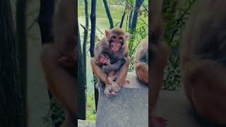 Monkey funny bule var tiger #294