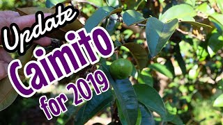 Caimito (Star Apple) Update