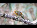 柳沢峠のソウシチョウの地鳴き　その２（4k60p動画）