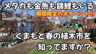 【熊本県】熊本市で期間限定で開催されているイベントには金魚もメダカも錦鯉だっています❕