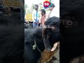 சந்தையில் அழுத ஆடு 😭 பிரிய மனமில்லாமல் தேம்பி அழுத ஆடு black goat black sheep sstv goatmarket