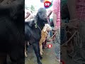 சந்தையில் அழுத ஆடு 😭 பிரிய மனமில்லாமல் தேம்பி அழுத ஆடு black goat black sheep sstv goatmarket