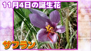 11月4日の誕生花 サフラン どんな花？あなたに送る花言葉は?