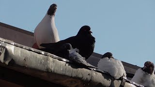 Израиль. Жизнь в лесу. Альфа самец. Наши голуби.