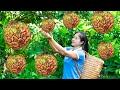 Harvest Kadsura Coccinea & Goes To Market Sell | Harvesting And Cooking | Lý Song Ca