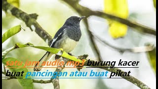 Audio Kicau Burung Kacer Satu Jam Buat Pancingan atau Pikat #Kicaumania #Burungkacer #Kucicakampung