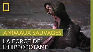 La redoutable mâchoire de l'hippopotame