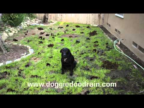 Dog Poop Clean up Solution Dog Poop Clean up Solution