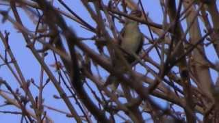 Chiffchaff at Standalone Farm, Letchworth - March 2014