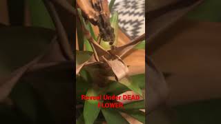 Reveal Under DEAD FLOWER of Bromeliad #shorts #bromeliads