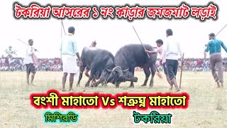 টকরিয়া আসরের ১ নং কাড়ার জমজমাট কাড়া লড়াই। বংশী মাহাতো বনাম শত্রুঘ্ন মাহাতো।