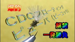 CDCフローティングピューパ(ピーコック)#フライタイイング