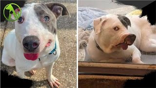 A Shelter Dog With a Unique Face Just Wants To Be Loved