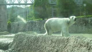 ポロロ　白い湯たんぽから黄色の湯たんぽに　シロクマ　ポロロ３３８（とくしま動物園）