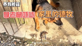 【艷陽天】為了能讓狗子們在老鼠猖獗期間學會自保，便拿老鼠嚇它們，沒想到它們的反應出乎意料