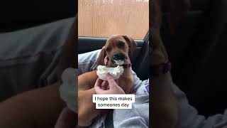 Puppy Wakes Up To Whipped Cream and Then This Happens