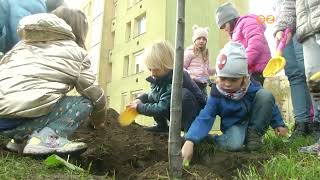 Összesen hetven fát ültettek ma el Szombathelyen a VárosFa program keretében