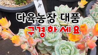 [환희사랑VLOG]개화역2번출구 명원다육농장에 다녀왔어요(주부TV)주부이야기