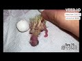 cockatiel s egg incubation embryo development from day 1 to birth parrot egg cuddling series