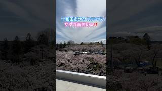 ネコと子ネコとおじさんのネコ無し動画十和田市サクラテラス満開Now‼️ #sakura #shorts #十和田 #サクラ #桜満開 #十和田市 #桜 #さくらみこ