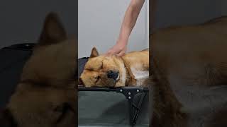 20240818 맛사지 Massage - 따야 Ddaya#진돗개#댕댕이#간식#JINDO#JINDOMIX#힐링#위로#공감#반려견#HEALING#PET#SNACK#EMPATHY