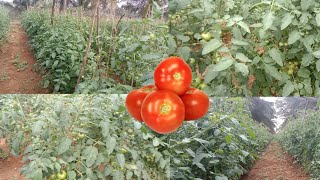 ||tamota 🍅 farming||ನಿಮ್ಮ ಊರುಗಳಲ್ಲಿ ಟಮೋಟ ರೇಟ್ ಎಷ್ಟಿದೆ ಅಂತ ಕಮೆಂಟ್ ಮಾಡಿ. #tomatoprice #tomatorate