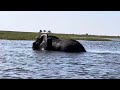 kasane botswana experience botswana safari boat cruise in chobe national park