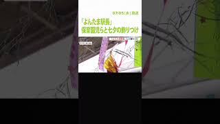 「よんたま駅長」が保育園児らと七夕の飾りつけ　和歌山電鉄で七夕のイベント（2023年7月5日）#Shorts