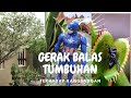 GERAK BALAS Tumbuhan | Sains Tahun 4