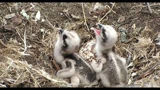 ~ Glaslyn Ospreys - Rybołowy - KARMIENIE ŚLICZNYCH MALUSZKÓW ~ 22/05/2020