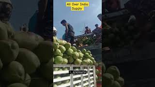 Tamilnadu Dj Top Quality Tender Coconut Today Loding| Fresh Water Coconut Supplier #vickyagro#shorts