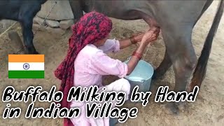 #milk Buffalo Milking by Hand in Indian Village |  Indian Village Life